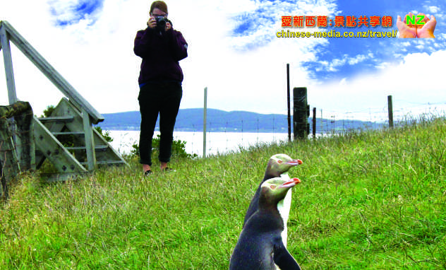 Moeraki Katiki Point Lighthouse Yellow eyed penguins 黃眼企鵝棲息地