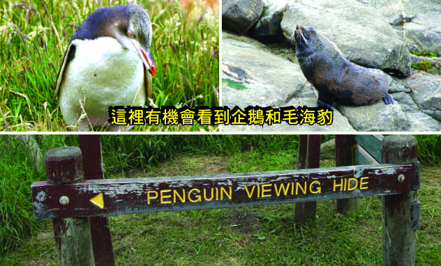 Moeraki Katiki Point Lighthouse Yellow eyed penguins 黃眼企鵝棲息地