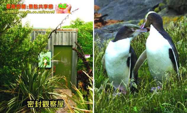 Moeraki Katiki Point Lighthouse Yellow eyed penguins 黃眼企鵝棲息地