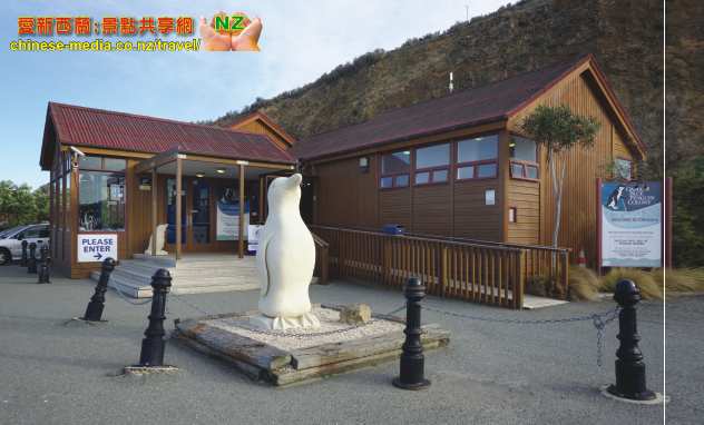 Oamaru 奧瑪魯世上最小的神仙企鵝 Blue Penguins