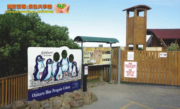 Oamaru 奧瑪魯世上最小的神仙企鵝 Blue Penguins