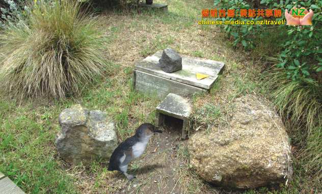 Oamaru 奧瑪魯世上最小的神仙企鵝 Blue Penguins