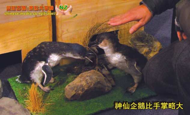 Oamaru 奧瑪魯世上最小的神仙企鵝 Blue Penguins