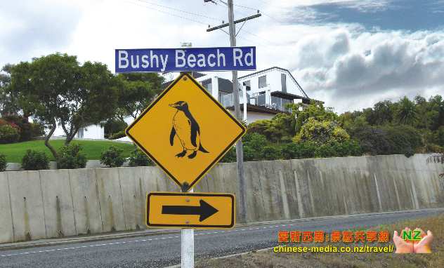 Oamaru 奧瑪魯 Yellow Eyed Penguins  黃眼企鵝