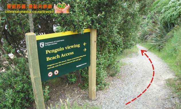 Oamaru 奧瑪魯 Yellow Eyed Penguins  黃眼企鵝