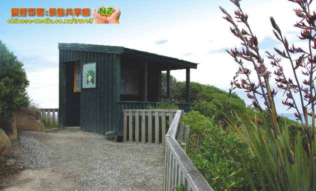 Oamaru 奧瑪魯 Yellow Eyed Penguins  黃眼企鵝