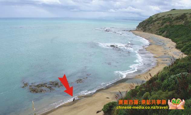 Oamaru 奧瑪魯 Yellow Eyed Penguins  黃眼企鵝