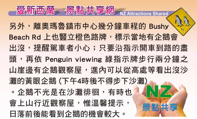 Oamaru 奧瑪魯 Yellow Eyed Penguins  黃眼企鵝