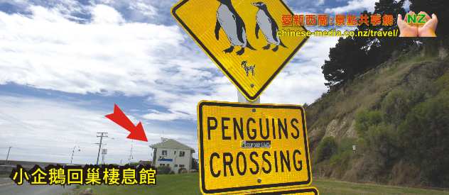 Oamaru 奧瑪魯 Yellow Eyed Penguins  黃眼企鵝