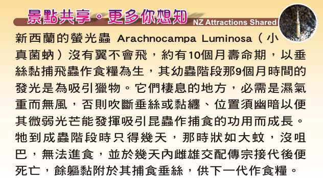 Te Anau Glowworm Caves 蒂阿瑙螢光蟲洞