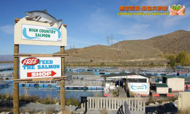 Twizel High Country Salmon 高鄉三文魚場