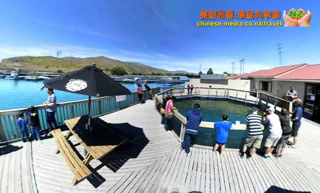 Twizel High Country Salmon 高鄉三文魚場