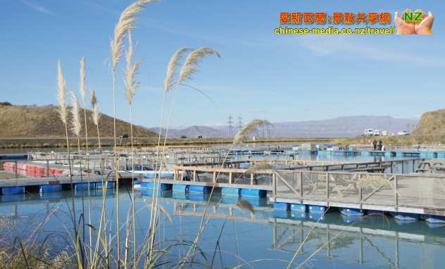 Twizel High Country Salmon 高鄉三文魚場