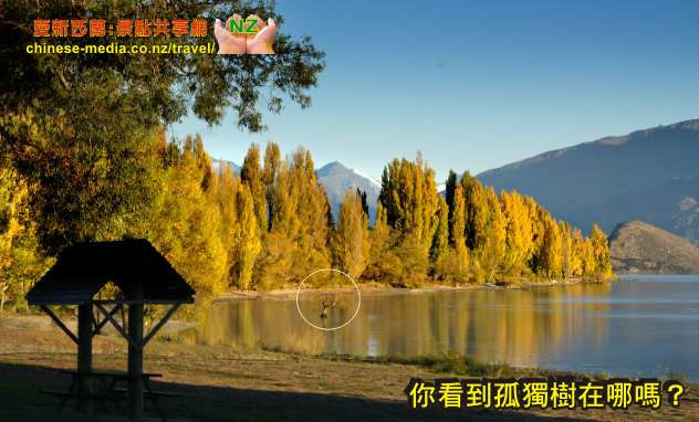Lake Wanaka 瓦娜卡湖 That Wanaka Tree 瓦納卡孤獨樹網紅明星