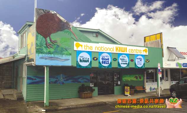 Hokitika 霍基蒂卡 The National Kiwi Centre 國家奇異鳥中心 西岸 West Coast Tuatara 百歲鱷蜥 EELS 鰻魚 