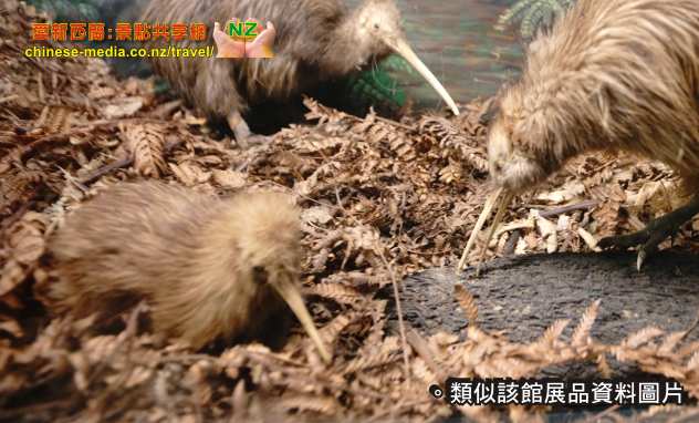 Hokitika 霍基蒂卡 The National Kiwi Centre 國家奇異鳥中心 西岸 West Coast Tuatara 百歲鱷蜥 EELS 鰻魚 