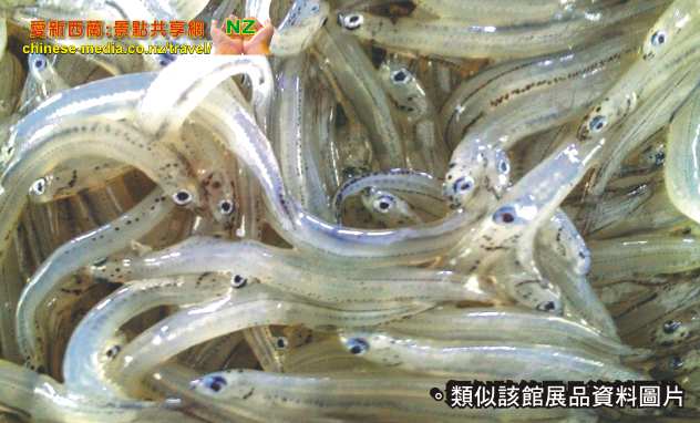 Hokitika 霍基蒂卡 The National Kiwi Centre 國家奇異鳥中心 西岸 West Coast Tuatara 百歲鱷蜥 EELS 鰻魚 
